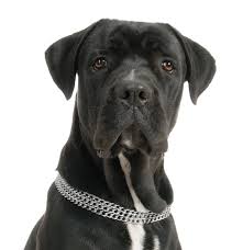 She gets tons of love and affection. Cane Corso Puppies For Sale Adoptapet Com