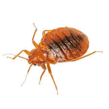 Bed Bug Pest Control Dakota Washington Anoka County Mn