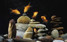 goldfish hd wallpaper