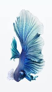 betta blue fish ios iphone6s pet