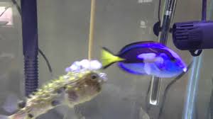 Puffer Fish Fish Guides For Brackish And Freshwater Puffer Fish