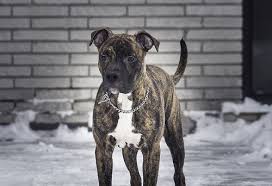 American pitbull xxl blue nose. American Staffordshire Terrier Blue Nose Brindle American Staffordshire Terrier American Pitbull Terrier Pitbull Terrier
