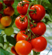 زراعة الطماطم  Images?q=tbn:ANd9GcTzDaL0kvN8ABT24vyDioxK_5ZObBSfdWAWu7ACRLiUWlKInN6P