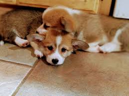 Good dog thoroughly vets every breeder to ensure they use responsible breeding practices for pembroke welsh corgis. Dorsey S Corgis