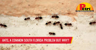 ants a common south florida problem