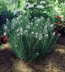 Amsonia hubrichtii, the hubricht's bluestar, is a north american species of flowering plant in the dogbane family, first described in 1943. Plant Focus Amsonia Blue Star Michigan Gardener