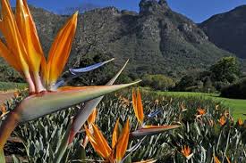 kirstenbosch national botanical garden