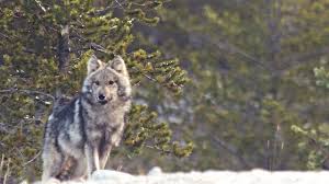 Résultat de recherche d'images pour "loups"