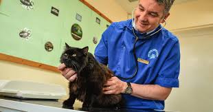 Order and pay for your inhalers. Asthmatic Cat Breathes Sigh Of Relief Thanks To Baby Inhaler Vet Times