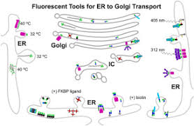 genetically encoded fluorescent tools
