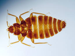 how to get rid of bedbugs a step by