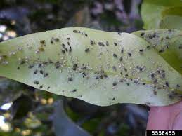 houseplant aphid problems tips for