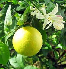 Meyer Lemon Tree Potted Fruiting