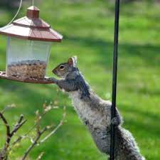 keep squirrels out of bird feeders