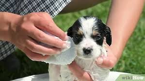 How long do i wait before taking my puppy outside? 3 Ways To Bathe Your Puppy Wikihow Pet
