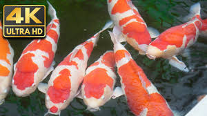 1 hour of anese koi pond in an