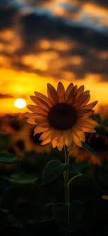 sun setting on a sunflower
