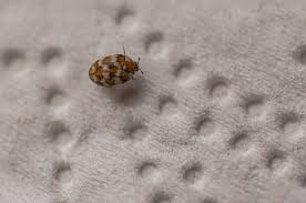 strata pest control carpet beetles