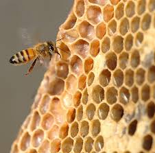 pheromone increases foraging honey bees