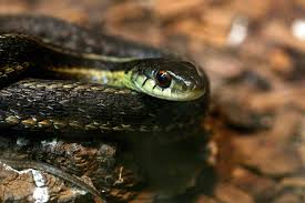 A garter snake has a slim body with a length of around 20 to 30 inches, but some individuals can be much longer and stouter. Eastern Garter Snake Connecticut S Beardsley Zoo