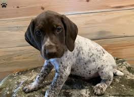 dash german shorthaired pointer puppy