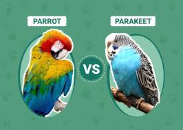 parrot vs parakeet the differences