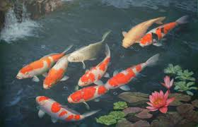 45 koi fish live