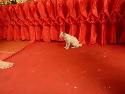 the meaning of red carpet in two and