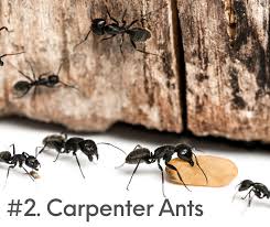 diverse species of ants in central texas
