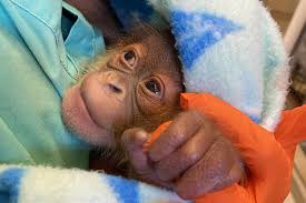 new orleans zoo orangutan gives birth