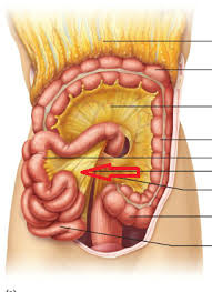small and large intestine anatomy
