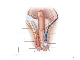 590 male anatomy diagram free vectors on ai, svg, eps or cdr. A P Ii External Male Anatomy Diagram Quizlet