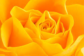 beautiful rose flowers hd photos free