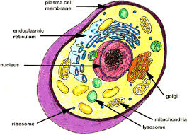 Students studying the cell membrane usually learn about osmosis and diffusion in the … investigation: Plant And Animal Cells Labeled Graphics