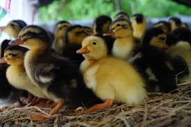 How To Start Duck Farming From Scratch