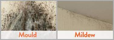 how to remove black mold from walls