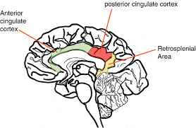 the cingulate cortex springerlink