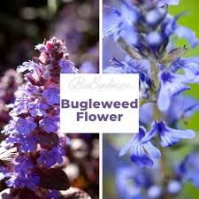 bugleweed flower ajuga reptans