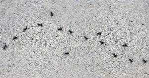 pavement ants cause structural damage