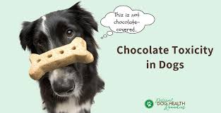 Chocolate Toxicity In Dogs What If Your Dog Ate Chocolate