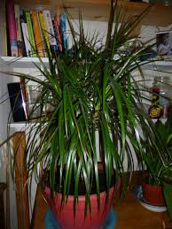 Video of the day step 2 Pruning And Repotting A Madagascar Dragon Tree