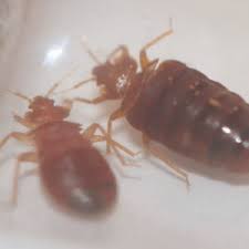 bugs that look like bed bugs with