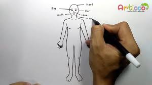 Welcome to this step by step tutorial. How To Draw Human Body Diagram Youtube