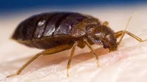 7 effective home remes for bed bugs