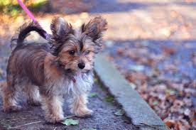 Chorkie Mixed Dog Breed Pictures, Characteristics, & Facts