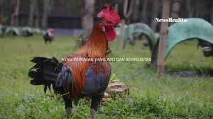 Welcome to sabung ayam's world. Ciri Ciri Ayam Peru Yang Asli Dan Berkualitas Youtube