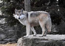 So good you'll howl at the moon. Arizona Man Gets Probation For Mexican Gray Wolf Killing Williams Grand Canyon News Williams Grand Canyon Az