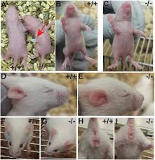 Hamster picture 835 1000 jpg / two communication lessons to be learned from the late. Loss Of Function Mutation Of Mouse Snap29 On A Mixed Genetic Background Phenocopy Abnormalities Found In Cednik And 22q11 2 Deletion Syndrome Patients Biorxiv