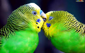 Image result for ‫پرنده زیبایی ها‬‎