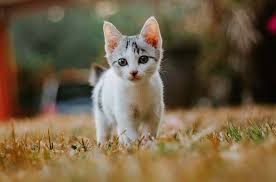 All images are the property of their respective owners. How To Foster A Kitten Pets Best